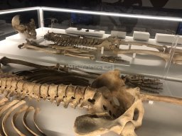 Tumba de la Almoloya 2022